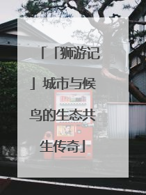 「狮游记」城市与候鸟的生态共生传奇