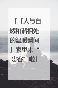 「人与自然和谐相处的温暖瞬间」家里来“贵客”啦