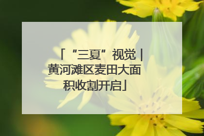 “三夏”视觉｜黄河滩区麦田大面积收割开启