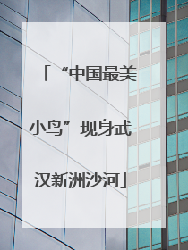 “中国最美小鸟”现身武汉新洲沙河