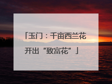 玉门：千亩西兰花开出“致富花”