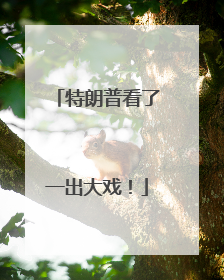 特朗普看了一出大戏！