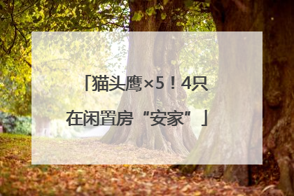 猫头鹰×5！4只在闲置房“安家”