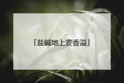 盐碱地上麦香溢