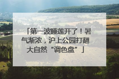 第一波睡莲开了！暑气渐浓，沪上公园打翻大自然“调色盘”