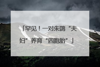 罕见！一对朱鹮“夫妇”养育“四胞胎”