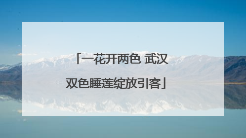 一花开两色 武汉双色睡莲绽放引客