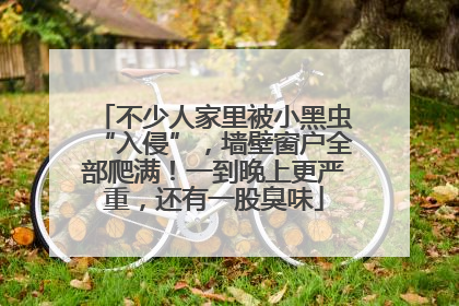 不少人家里被小黑虫“入侵”，墙壁窗户全部爬满！一到晚上更严重，还有一股臭味