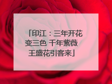 印江:三年开花变三色 千年紫薇王盛花引客来