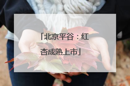 北京平谷：红杏成熟上市