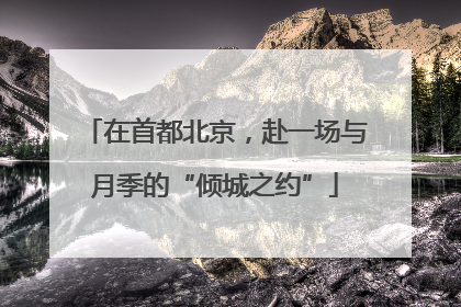 在首都北京，赴一场与月季的“倾城之约”