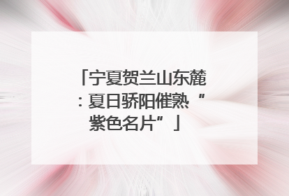 宁夏贺兰山东麓：夏日骄阳催熟“紫色名片”