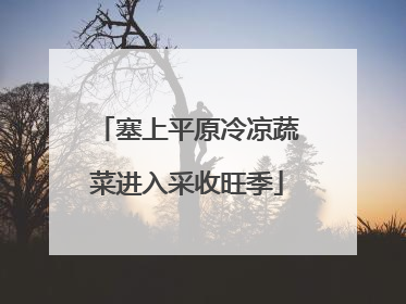 塞上平原冷凉蔬菜进入采收旺季