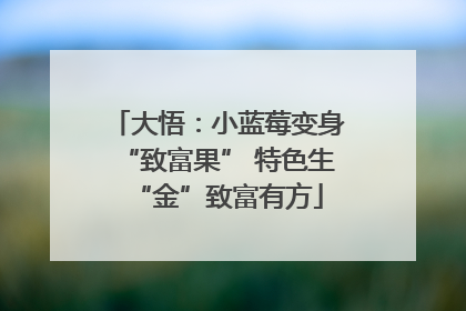 大悟：小蓝莓变身“致富果” 特色生“金”致富有方