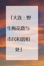 大连：野生梅花鹿与市民和谐相处