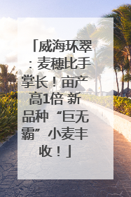 威海环翠：麦穗比手掌长！亩产高1倍 新品种“巨无霸”小麦丰收！