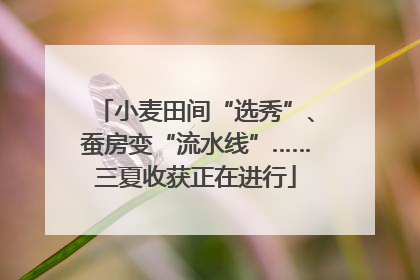 小麦田间“选秀”、蚕房变“流水线”……三夏收获正在进行