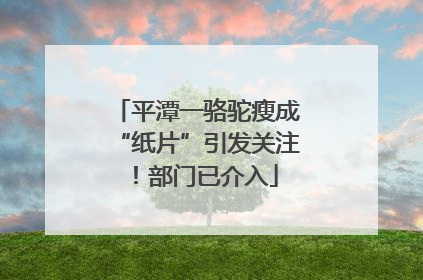 平潭一骆驼瘦成“纸片”引发关注！部门已介入