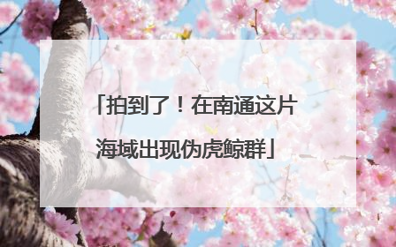 拍到了！在南通这片海域出现伪虎鲸群