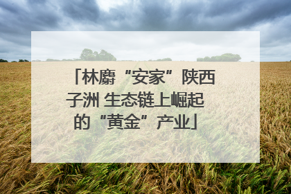 林麝“安家”陕西子洲 生态链上崛起的“黄金”产业