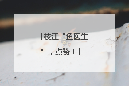 枝江“鱼医生”，点赞！