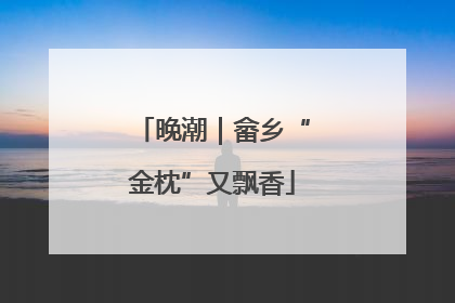 晚潮｜畲乡“金枕”又飘香