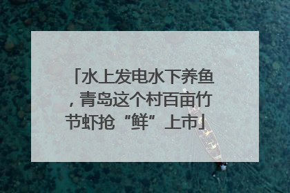 水上发电水下养鱼，青岛这个村百亩竹节虾抢“鲜”上市