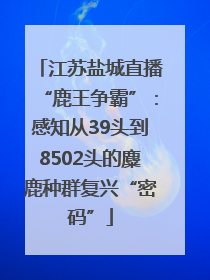 江苏盐城直播“鹿王争霸”：感知从39头到8502头的麋鹿种群复兴“密码”