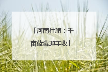 河南社旗：千亩蓝莓迎丰收
