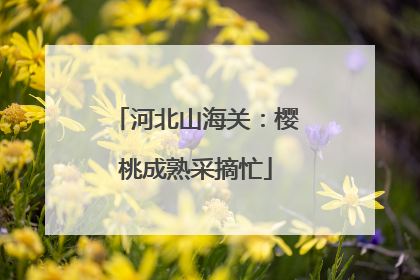 河北山海关：樱桃成熟采摘忙