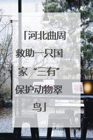 河北曲周救助一只国家“三有”保护动物翠鸟