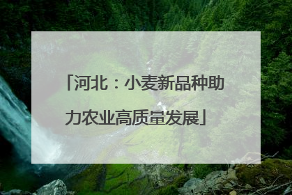 河北：小麦新品种助力农业高质量发展