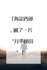 海淀西郊，藏了一片“月季梯田”