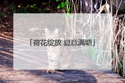 荷花绽放 夏意满塘