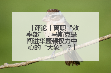 评论丨离职“效率部”，马斯克是闯进华盛顿权力中心的“大象”？