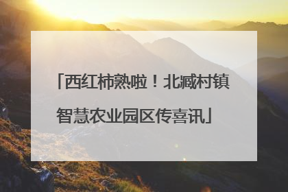 西红柿熟啦！北臧村镇智慧农业园区传喜讯