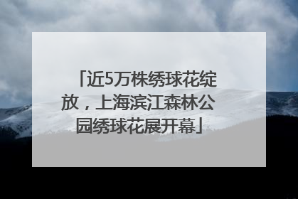 近5万株绣球花绽放，上海滨江森林公园绣球花展开幕