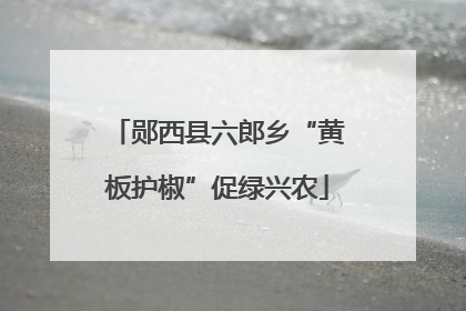 郧西县六郎乡“黄板护椒”促绿兴农