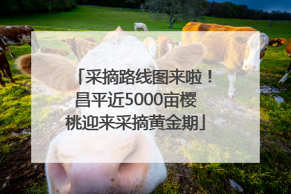 采摘路线图来啦！昌平近5000亩樱桃迎来采摘黄金期