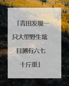 青田发现一只大型野生鼋 目测有六七十斤重