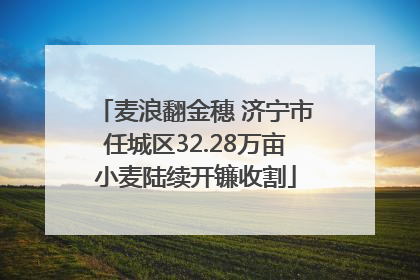 麦浪翻金穗 济宁市任城区32.28万亩小麦陆续开镰收割