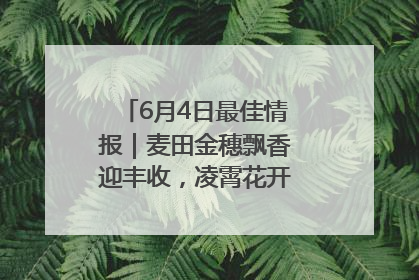 6月4日最佳情报｜麦田金穗飘香迎丰收，凌霄花开娇艳多姿！恭喜